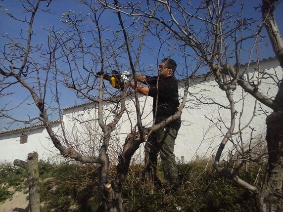 Podas de árboles frutales en Zaragoza