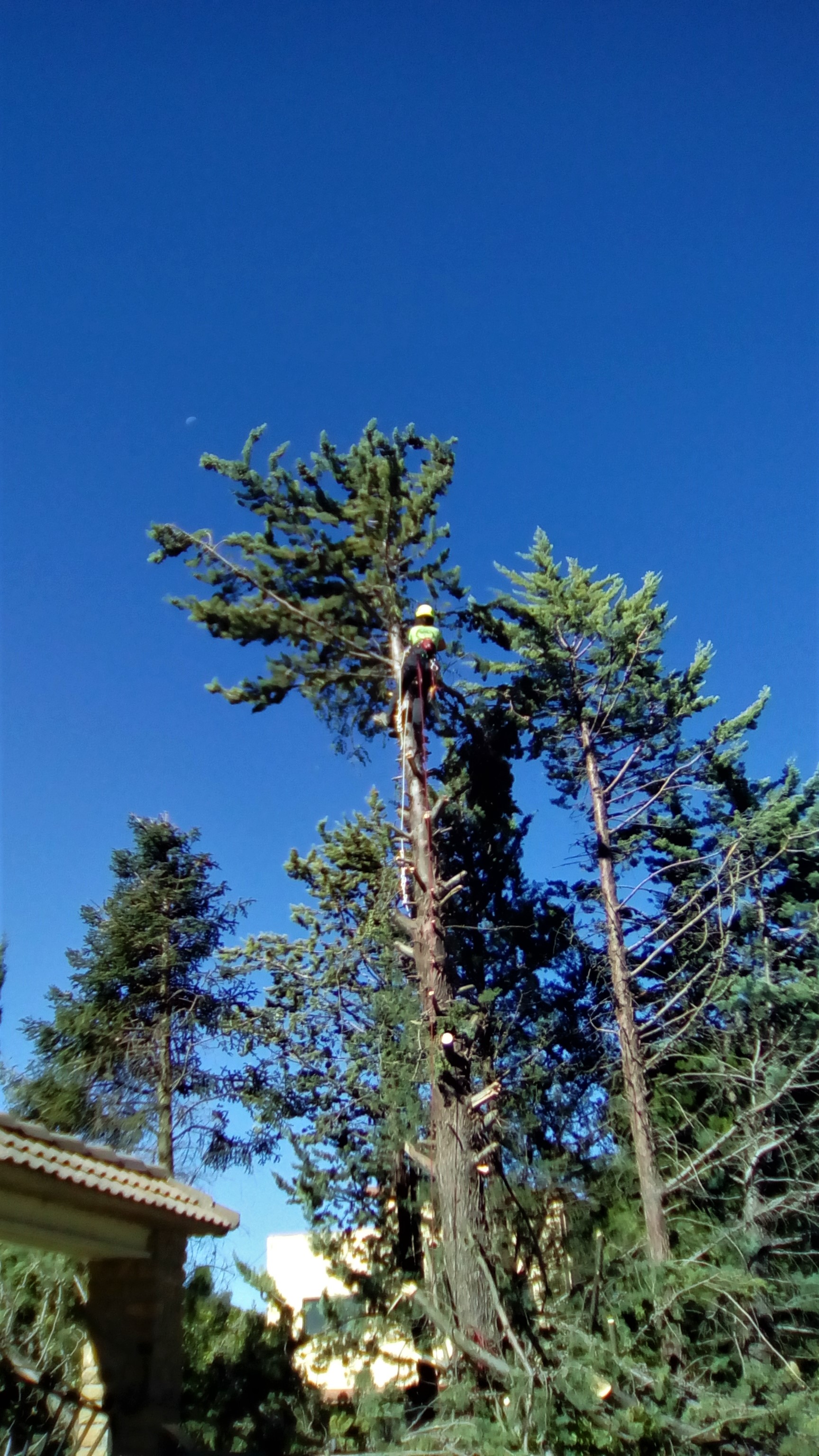 tala-poda-altura-zaragoza