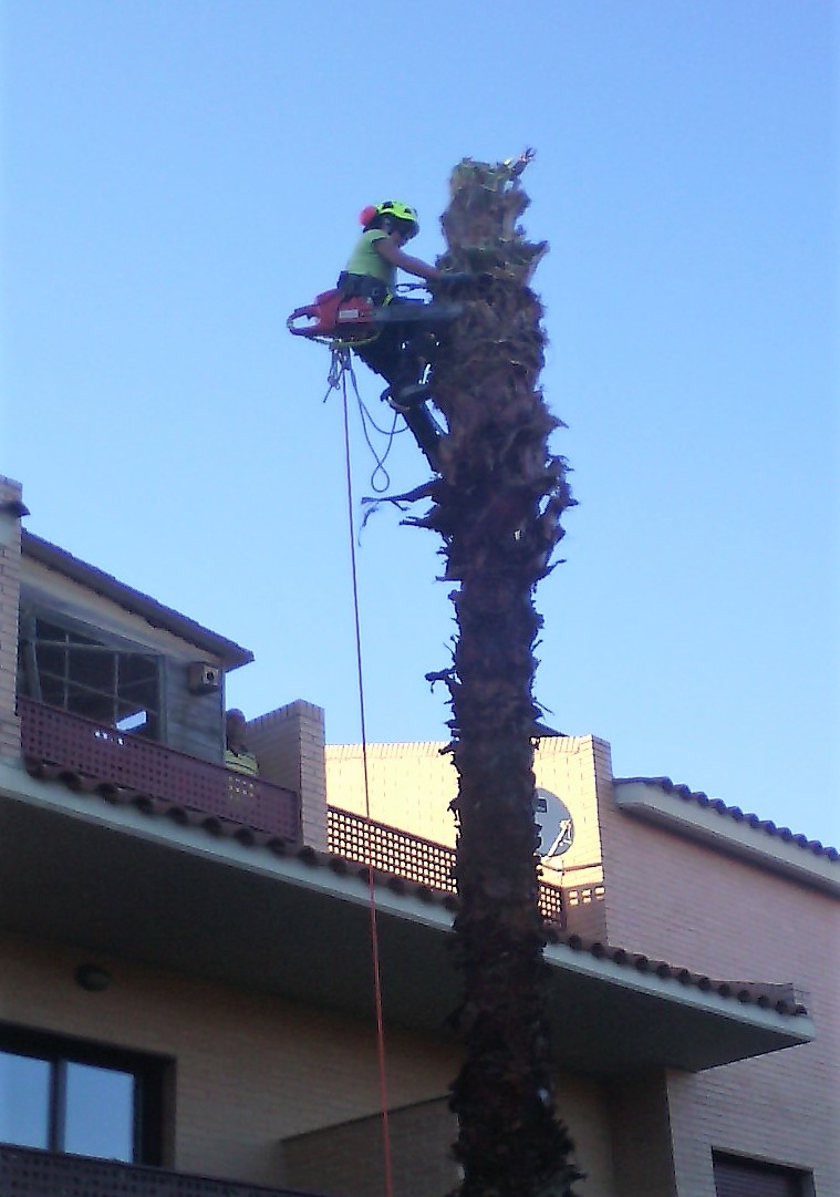 tala-palmera-zaragoza